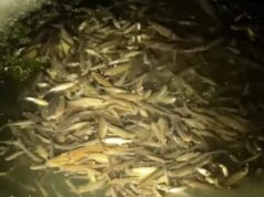 У центральному парку Луцька гине риба – люди б’ють на сполох У-центральному-парку-Луцька-гине-риба-–-люди-б’ють-на-сполох