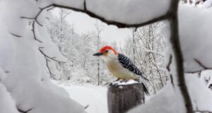 12 січня погода в Україні почне поліпшуватися, але тепліше не стане 12-січня-погода-в-Україні-почне-поліпшуватися,-але-тепліше-не-стане