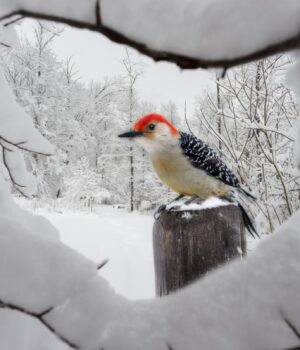 12-січня-погода-в-Україні-почне-поліпшуватися,-але-тепліше-не-стане