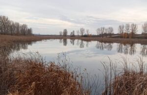 Громада на Волині віддає в оренду ставок за 117 тисяч. Фото Громада-на-Волині-віддає-в-оренду-ставок-за-117-тисяч.-Фото