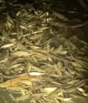 У-центральному-парку-Луцька-гине-риба-–-люди-б’ють-на-сполох У-центральному-парку-Луцька-гине-риба-–-люди-б’ють-на-сполох