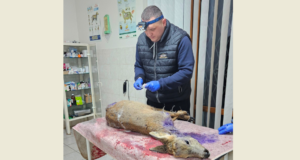 Поранення були надто важкими: на Волині люди відбили козулю в диких собак, але тварина не... Поранення-були-надто-важкими:-на-Волині-люди-відбили-козулю-в-диких-собак,-але-тварина-не.