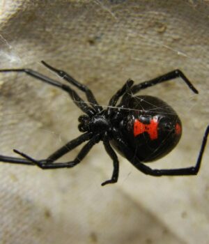 Вбиває-здобич-довжиною-до-метра-і-вагою,-що-в-355-разів-перевищує-його-власну:-що.