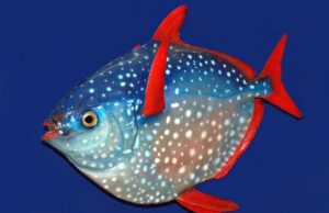 Порушує закони природи: глибоко в океані мешкає єдина в світі теплокровна риба Порушує-закони-природи:-глибоко-в-океані-мешкає-єдина-в-світі-теплокровна-риба