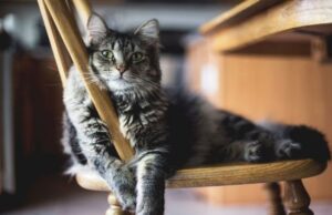 Чому кішка постійно ходить за своїм господарем: ви точно про таке не знали Чому-кішка-постійно-ходить-за-своїм-господарем:-ви-точно-про-таке-не-знали