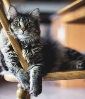 Чому-кішка-постійно-ходить-за-своїм-господарем:-ви-точно-про-таке-не-знали