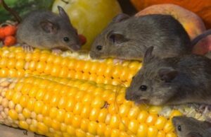 У Луцькому районі виявили випадок захворювання на лістеріоз у немовляти У-Луцькому-районі-виявили-випадок-захворювання-на-лістеріоз-у-немовляти