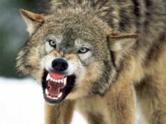 На Волині зграя вовків загризла шість собак, триває експертиза На-Волині-зграя-вовків-загризла-шість-собак,-триває-експертиза