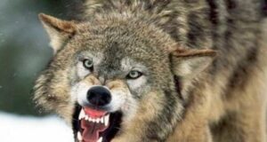 На Волині зграя вовків загризла шість собак, триває експертиза На-Волині-зграя-вовків-загризла-шість-собак,-триває-експертиза