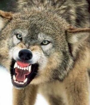 На-Волині-зграя-вовків-загризла-шість-собак,-триває-експертиза