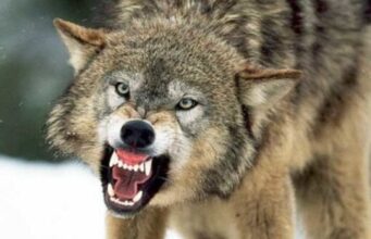 На Волині зграя вовків загризла шість собак, триває експертиза На-Волині-зграя-вовків-загризла-шість-собак,-триває-експертиза