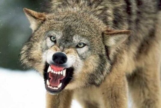 На Волині зграя вовків загризла шість собак, триває експертиза На-Волині-зграя-вовків-загризла-шість-собак,-триває-експертиза