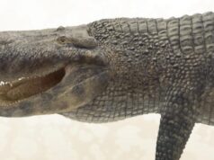 Учені назвали тварину з найсильнішим укусом в історії, і це не динозавр Учені-назвали-тварину-з-найсильнішим-укусом-в-історії,-і-це-не-динозавр