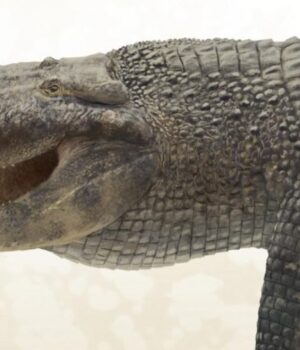 Учені-назвали-тварину-з-найсильнішим-укусом-в-історії,-і-це-не-динозавр