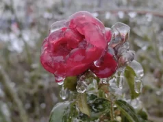 Синоптики попередили про сніг та ожеледицю: погода 14 січня Синоптики попередили про сніг та ожеледицю: погода 14 січня