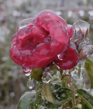 Синоптики попередили про сніг та ожеледицю: погода 14 січня