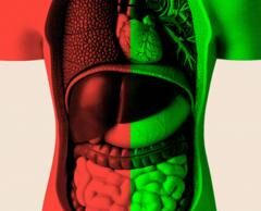 Чи можна старіти повільніше — і до чого тут кишківник Чи-можна-старіти-повільніше-—-і-до-чого-тут-кишківник
