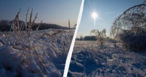 Аномальна погода біля Чорнобиля стала випробуванням для диких тварин Аномальна-погода-біля-Чорнобиля-стала-випробуванням-для-диких-тварин