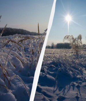 Аномальна-погода-біля-Чорнобиля-стала-випробуванням-для-диких-тварин