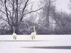 Синоптики прогнозують потепління до 0°C в окремих областях України Синоптики прогнозують потепління до 0°C в окремих областях України