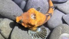 “Дірка” в голові: вчені розгадали таємницю дивної риби “Дірка”-в-голові:-вчені-розгадали-таємницю-дивної-риби