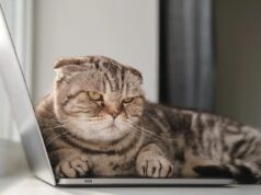 Як правильно вибачитися перед котом: поради, схвалені ветеринаром Як-правильно-вибачитися-перед-котом:-поради,-схвалені-ветеринаром