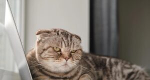 Як правильно вибачитися перед котом: поради, схвалені ветеринаром Як-правильно-вибачитися-перед-котом:-поради,-схвалені-ветеринаром