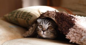 Як не перетворитися на крижину, коли вдома холодно? Поради на період морозів та відключень Як-не-перетворитися-на-крижину,-коли-вдома-холодно?-Поради-на-період-морозів-та-відключень