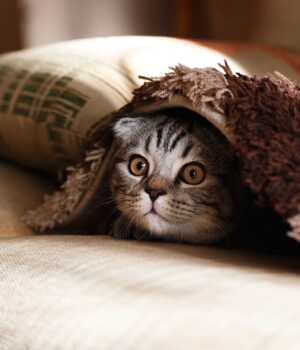 Як-не-перетворитися-на-крижину,-коли-вдома-холодно?-Поради-на-період-морозів-та-відключень