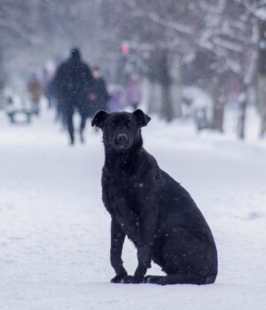 Коротке-потепління-в-Україні-16-січня-зміниться-морозами