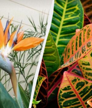 Які-рослини-не-варто-вирощувати-у-квартирі:-експерти-назвали-7-проблемних-вазонів