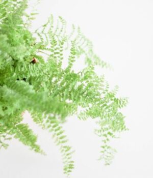 Не для-квартири:-7 популярних-рослин,-які-експерти-не радять-вирощувати-вдома