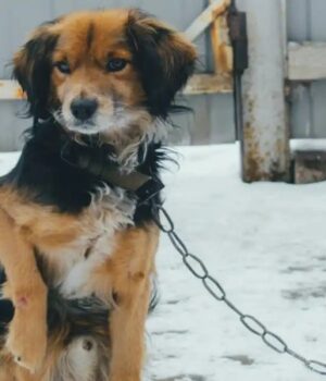 Прив’яжи,-бо-«любиш»:-на-Волині-селищна-рада-змушує-саджати-собак-на-ланцюг