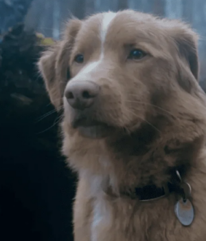 Вперше-в-історії-собака-отримав-нагороду-за-акторську-гру