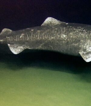 Найдовговічніша-хребетна-тварина-у-світі-зберігає-зір-століттями,-–-вчені