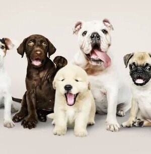 Чому-вам-не варто-заводити-собаку:-7 ключових-причин