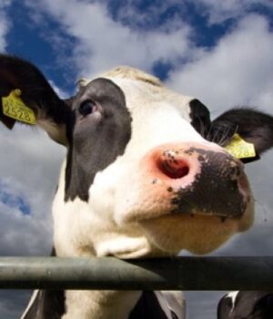 У-Шацькій-громаді-в-худоби-виявили-сказ:-деталі