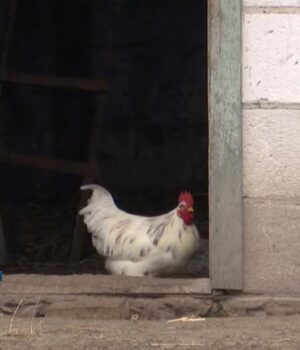 Селяни-–-проти:-через-будівництво-птахофабрики-на-Волині-розгорівся-скандал