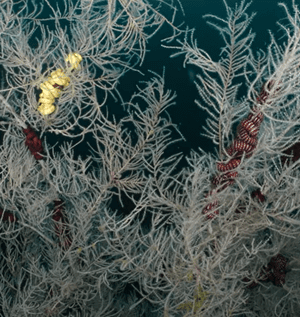 Білий-привид-океану:-вчені-виявили-корал-довгожитель,-вищий-за автобус