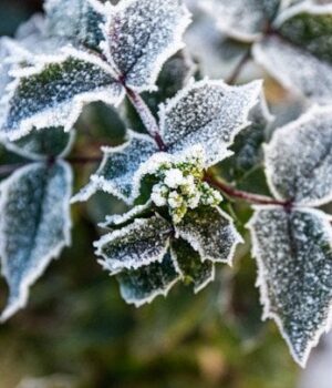 День-ангела-18 січня:-кого-та як вітати-з іменинами