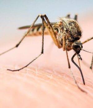 Комарі-все-частіше-харчуються-кров’ю-людей:-з’ясували-причину