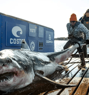 Найбільша-біла-акула-в історії-повернулася-до берегів-Флориди:-подробиці