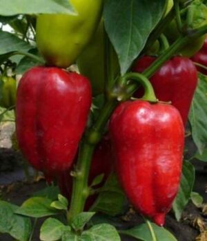 Гігантські,-м’ясисті-та соковиті:-5 сортів-раннього-перцю,-які-мають-бути-на вашому-городі