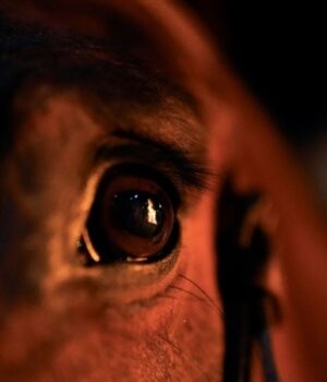 Коні-на-війні-РФ-проти-України.-Чиє-«ноу-хау»-і-до-чого-тут-вбивство-(розслідування)