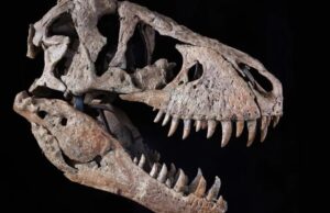 Малюки і в 30: вчені розповіли, в якому віці тиранозаври досягали максимального розміру Малюки-і-в-30:-вчені-розповіли,-в-якому-віці-тиранозаври-досягали-максимального-розміру