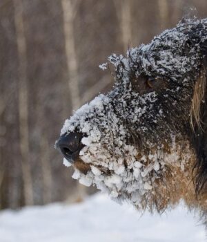 Тиждень-в-Україні-розпочнеться-з-10-градусних-морозів Тиждень-в-Україні-розпочнеться-з-10-градусних-морозів
