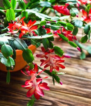 Як-“розбудити”-різдвяний-кактус-після-зимових-свят,-щоб-він-знову-зацвів