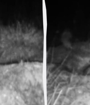 Вміє-прикидатися-мертвою:-на-Одещині-“спіймали”-цікаву-тварину