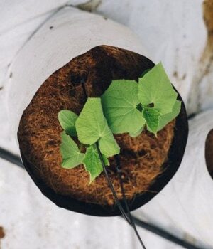 Місячний-календар-городника:-посієте-огірки-цими-днями —-зберете-рекордний-урожай-2026 року