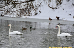 Волинські синоптики повідомили, коли потепліє і чи знову засніжить. Прогноз на тиждень Волинські-синоптики-повідомили,-коли-потепліє-і-чи-знову-засніжить.-Прогноз-на-тиждень